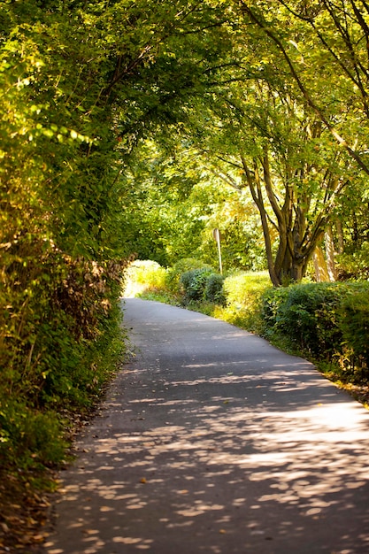 Saisonale Bäume und Straßen Grüne Natur im Parkfoto