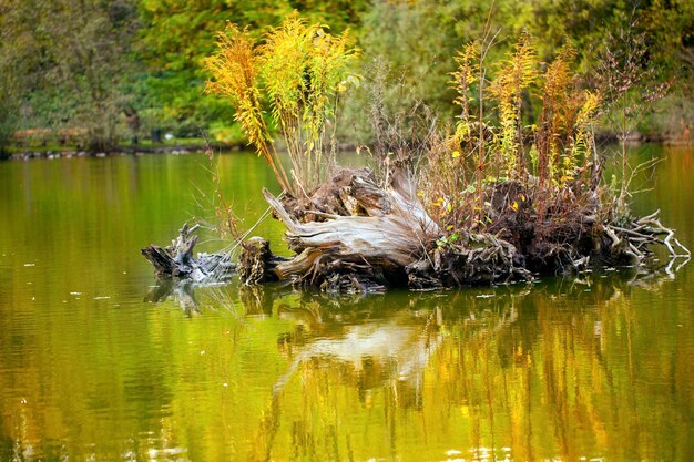 Foto saisonale bäume und straßen grüne natur im parkfoto