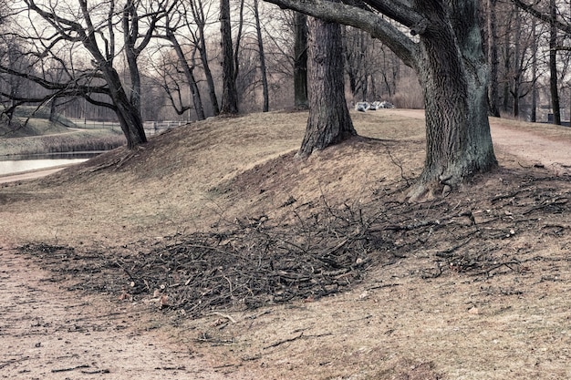 Foto saisonale beschneidung von bäumen im stadtpark