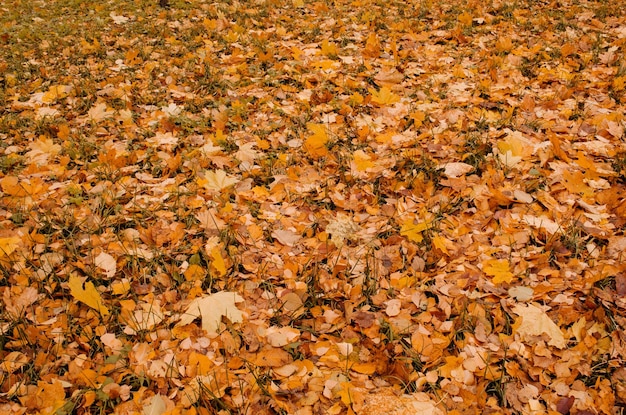 Saisonale bunte Herbststruktur Gelber Ahorn lässt Hintergrund