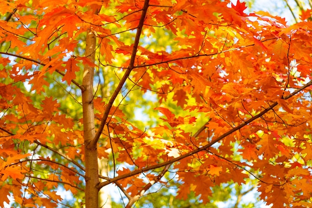 Saisonale Eichen-Herbstblätter auf Zweig Eichen-Herbstlaub Herbstsaison mit Eichenlaub