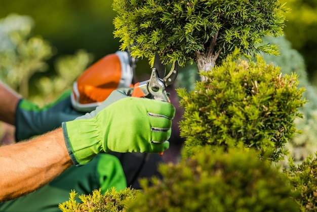 Saisonale Gartenbäume, die Nahaufnahmefoto-Thema der Gartenbranche beschneiden