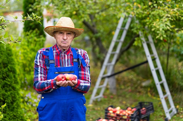 Saisonale Sommerobsternte Hübscher Apfelgärtner in Hut und Uniform