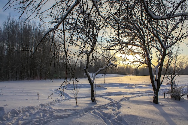 Saisonaler Naturhintergrund Winternaturdetails