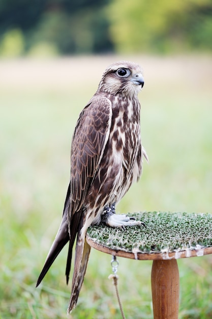 Saker Falcon sitzt auf einem Ständer, Nahaufnahme