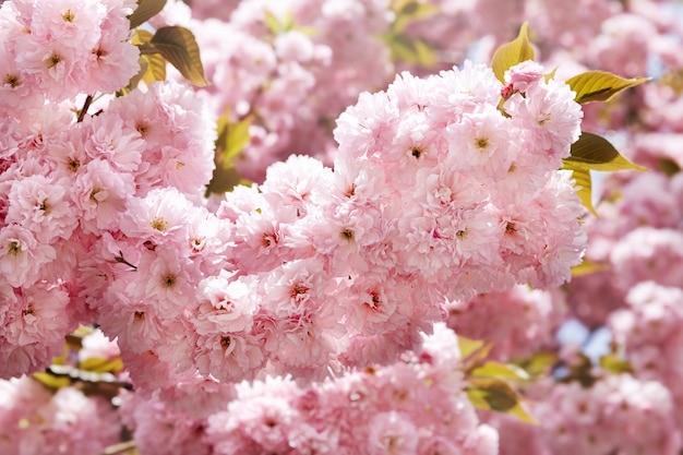 Foto sakura árboles y flores