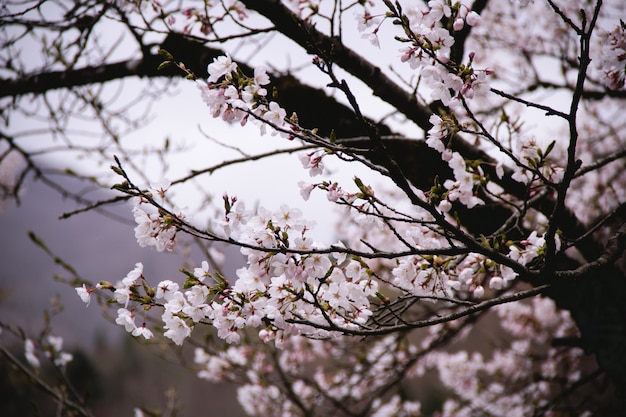 Sakura árvore com vista em perspectiva