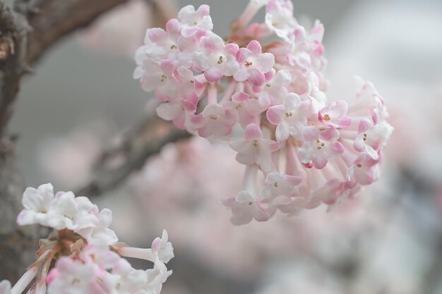 Sakura árvore durante a primavera flor de cerejeira