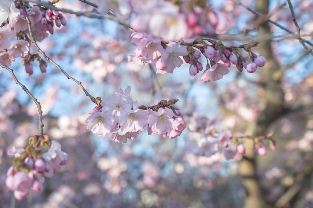 Sakura árvore durante a primavera flor de cerejeira