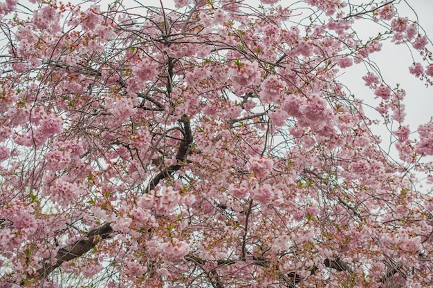 Sakura árvore durante a primavera flor de cerejeira