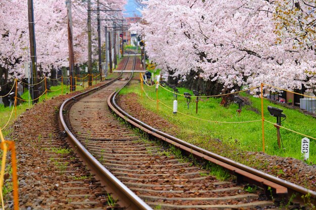 Sakura árvore e trilha de trem