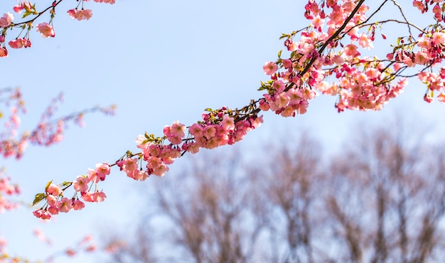 sakura árvore em flor