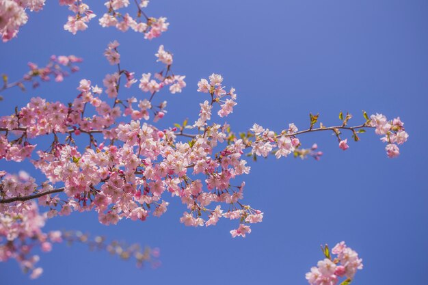 sakura árvore em flor