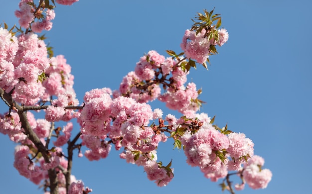 Sakura árvore flores