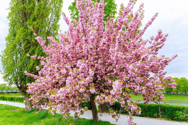 Sakura árvore floresceu com flores cor de rosa à beira do rio Cerejeira japonesa rosa brilhante