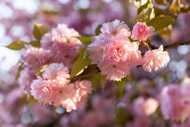 Sakura árvores e flores