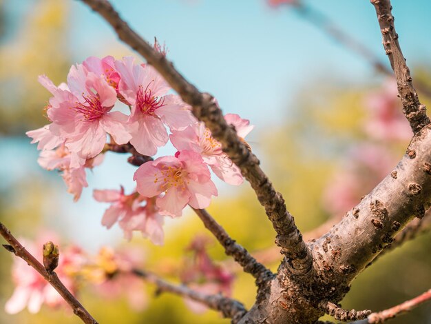 sakura árvores rosa flor de cerejeira