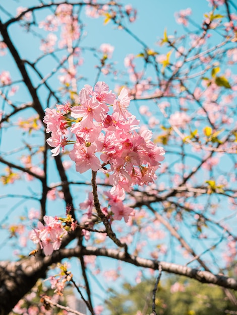 sakura árvores rosa flor de cerejeira