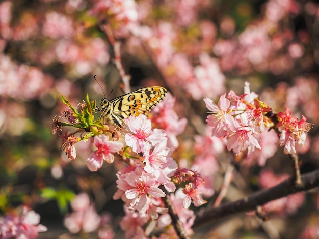 sakura árvores rosa flor de cerejeira