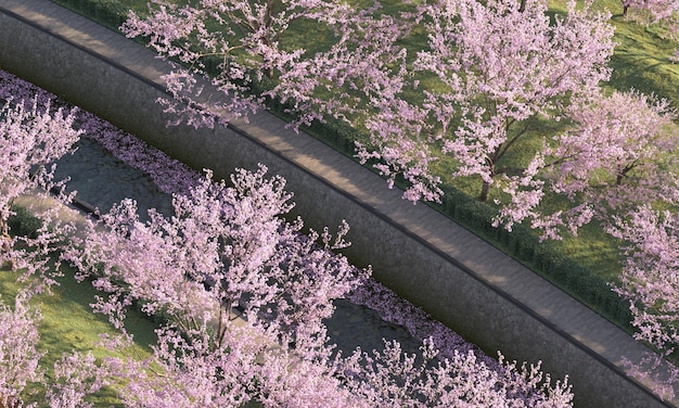 Sakura-bäume entlang eines fluss-beschneidungspfads cherry blossom-bäume am fluss isoliert