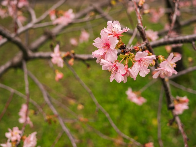 Sakura-Bäume rosa Kirschblüte