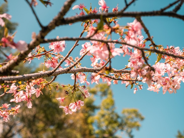 Sakura-Bäume rosa Kirschblüte