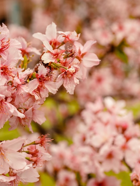 Sakura-Bäume rosa Kirschblüte