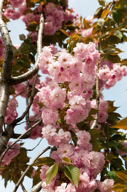 Sakura Bäume und Blumen