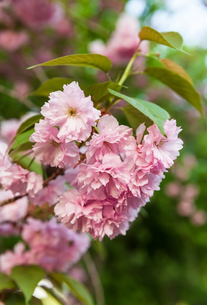 Sakura Bäume und Blumen