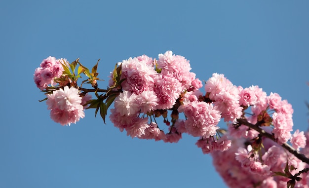 Sakura Baum Blumen