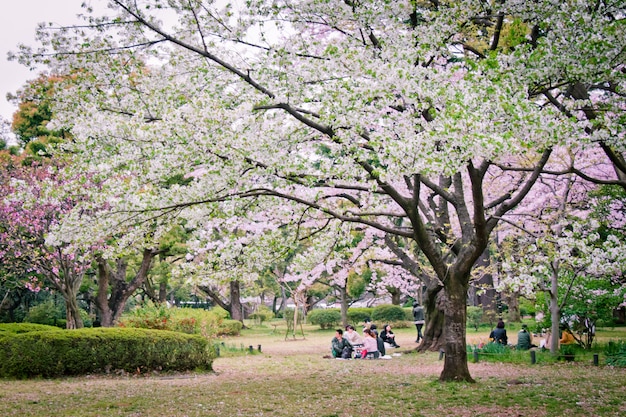 Sakura-Baum im Park