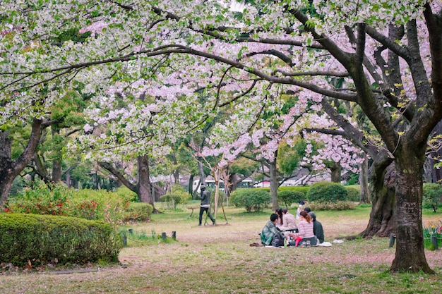 Sakura-Baum im Park