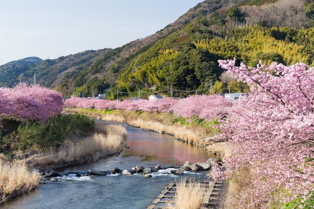 Sakura-Baum und Fluss