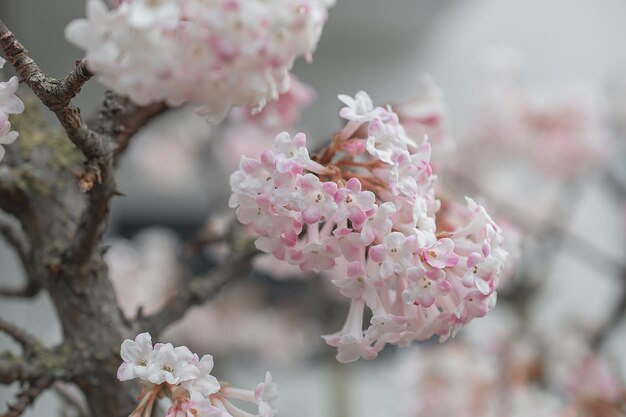 Sakura-Baum während der Frühlingssaison Kirschblütenblüte