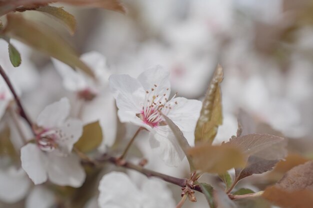 Sakura-Baum während der Frühlingssaison Kirschblütenblüte