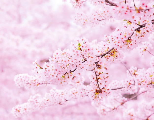 Foto sakura-baum