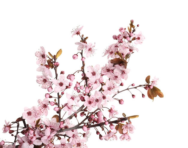 Sakura-Baumzweig mit schönen rosa Blüten isoliert auf weiß