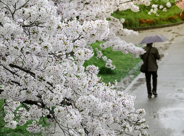 Sakura blanco hermoso que florece en el jardín. En un día lluvioso.