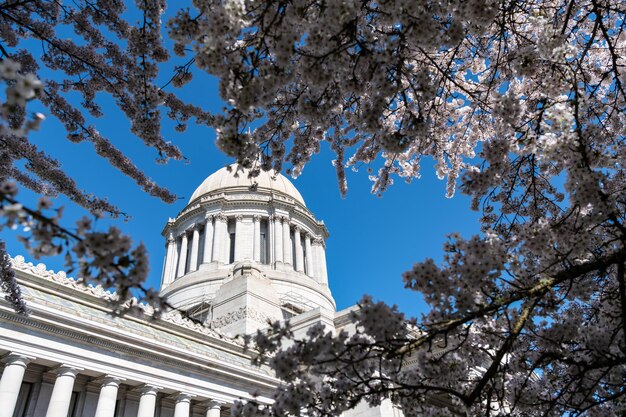 Sakura Bloom e nós Capitólio. Capitólio do Estado de Washington. Edifício Legislativo em Olympia. sede do governo do estado de Washington.