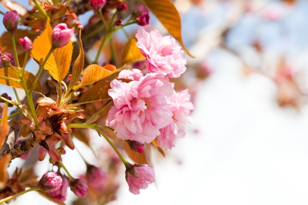 Sakura blühender Zweig Nahaufnahme mit Kopierraum