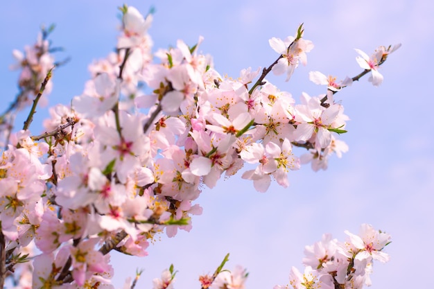Sakura blüht auf schwankenden Zweigen schöne zarte weiß-rosa Blüten gegen den Himmel. Natürlicher Frühlingshintergrund. Selektiver Fokus.