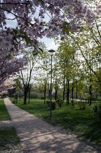 Sakura blüht im Park