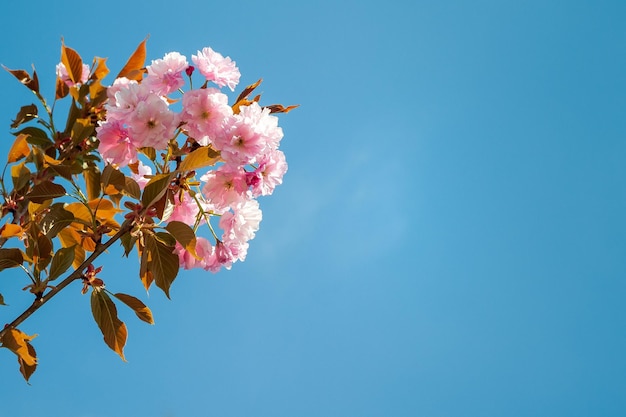 Sakura-Blüte Blühender Zweig der japanischen Kirsche gegen den blauen Himmel Kopieren Sie Platz