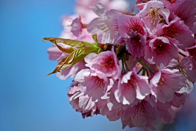 Sakura-Blüte Japan, das im Himmelhintergrund blüht