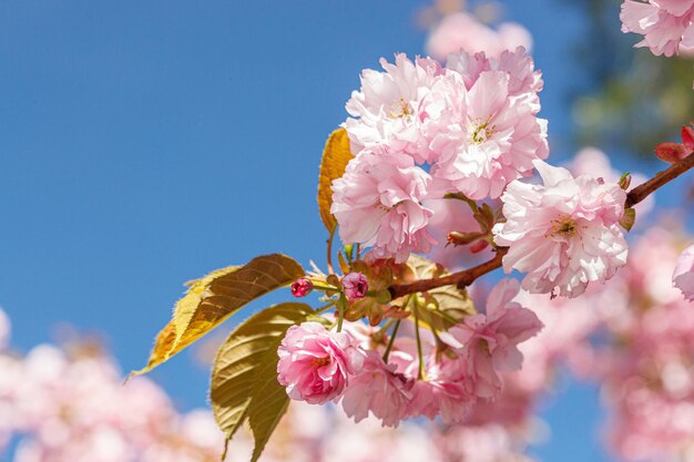 Sakura-Blüten-Sakura-Zweige gegen den blauen Himmel in Nahaufnahme