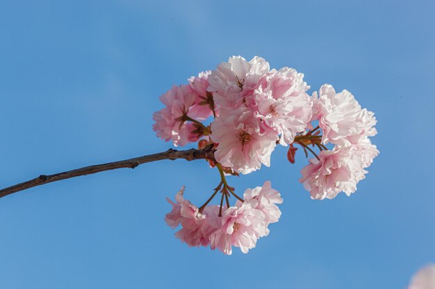 Sakura-Blüten-Sakura-Zweige gegen den blauen Himmel in Nahaufnahme