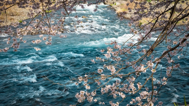Sakura Blüten und Fluss Hintergrund