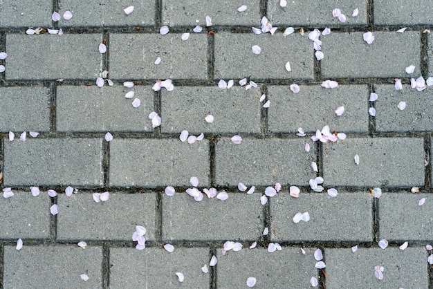 Foto sakura blütenblätter auf dem kopfsteinpflaster.