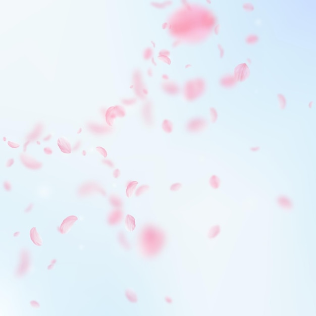 Sakura-Blütenblätter, die herunterfallen Romantische rosa Blumenecke Fliegende Blütenblätter auf quadratischem Hintergrund des blauen Himmels Liebesromantik-Konzept Schreckliche Hochzeitseinladung