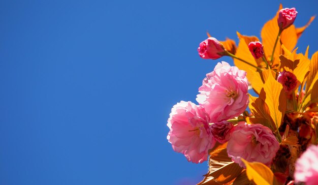 Sakura-Blume auf Himmelshintergrund hautnah